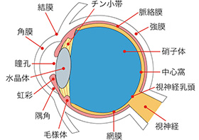 瞳の仕組み